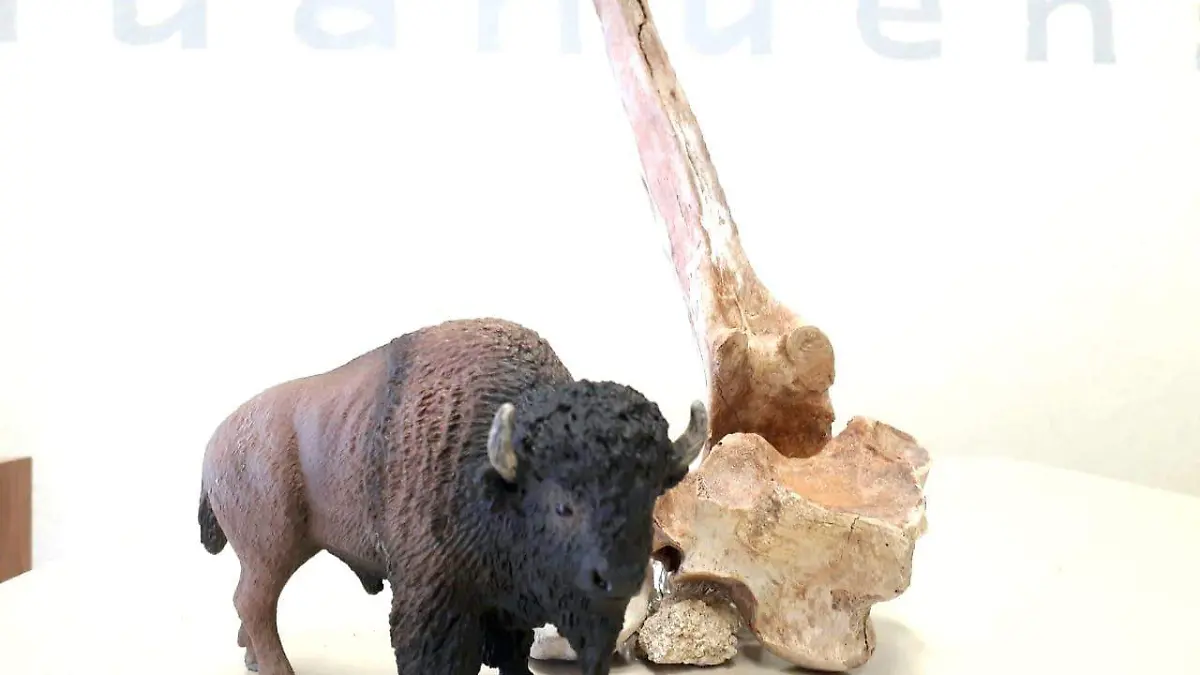 BISONTE PREHISTORICO